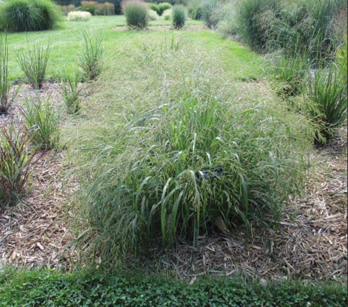 Panicum virgatum Cape Breeze PP24895 Cape Breeze Dwarf Switchgrass
