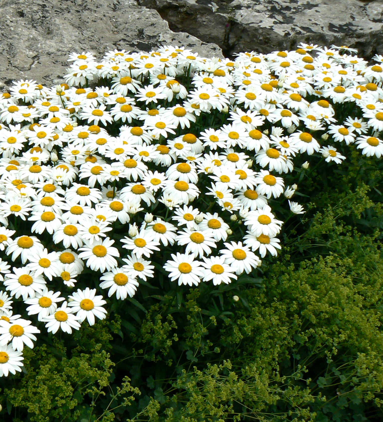 Leucanthemum x superbum Snowcap Shasta Daisy