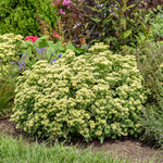 Sedum Lemonjade PP26448 Lemonjade Autumn Stonecrop