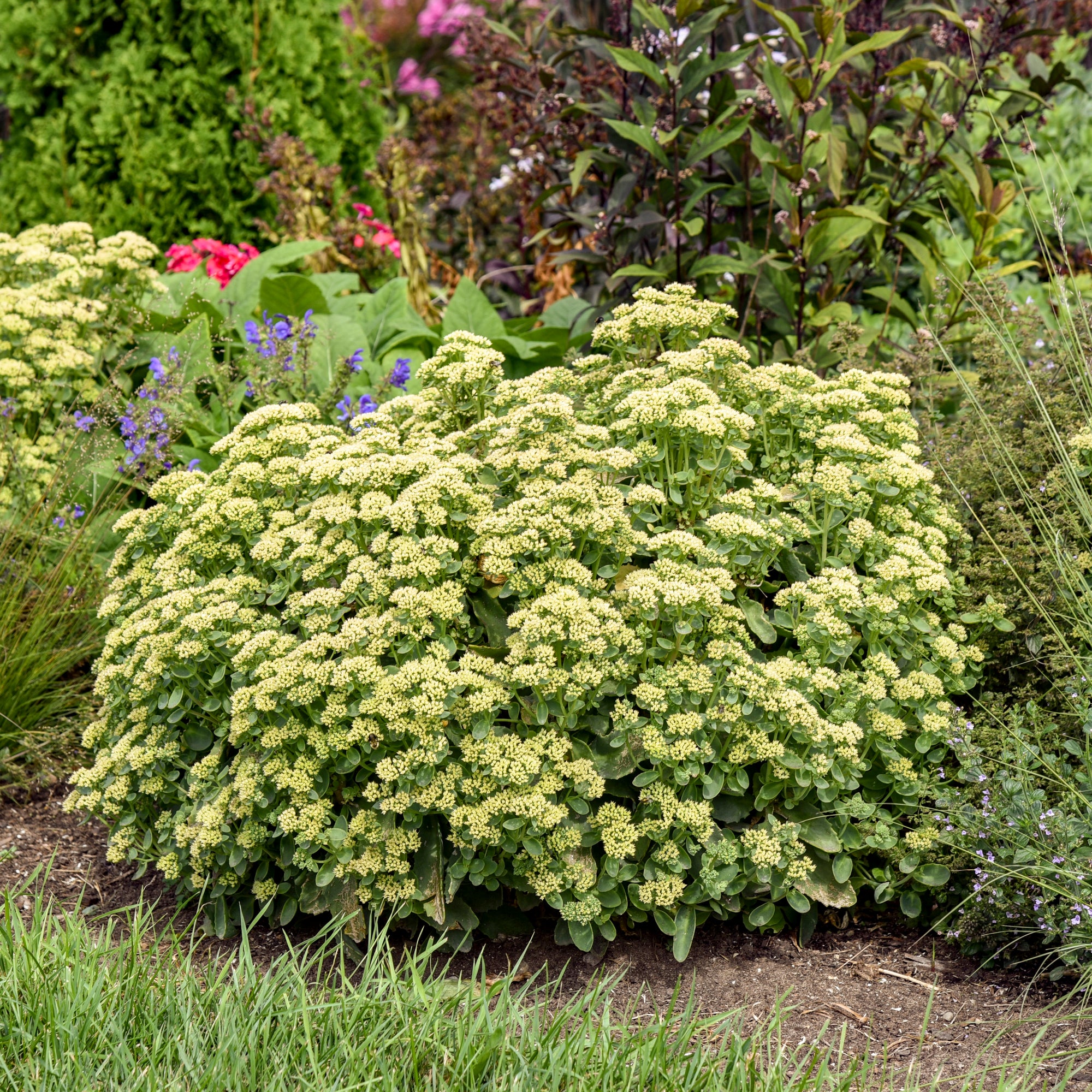 Sedum Lemonjade PP26448 Lemonjade Autumn Stonecrop