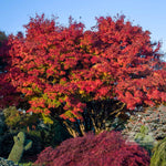 Acer palmatum Tobiosho Tobiosho Japanese Maple