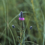 Dalea purpurea Purple Prairie Clover
