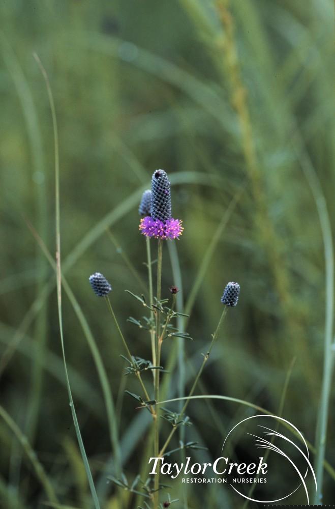 Dalea purpurea Purple Prairie Clover