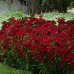 Dianthus barbatus Rockin' Red Rockin' Red Sweet William