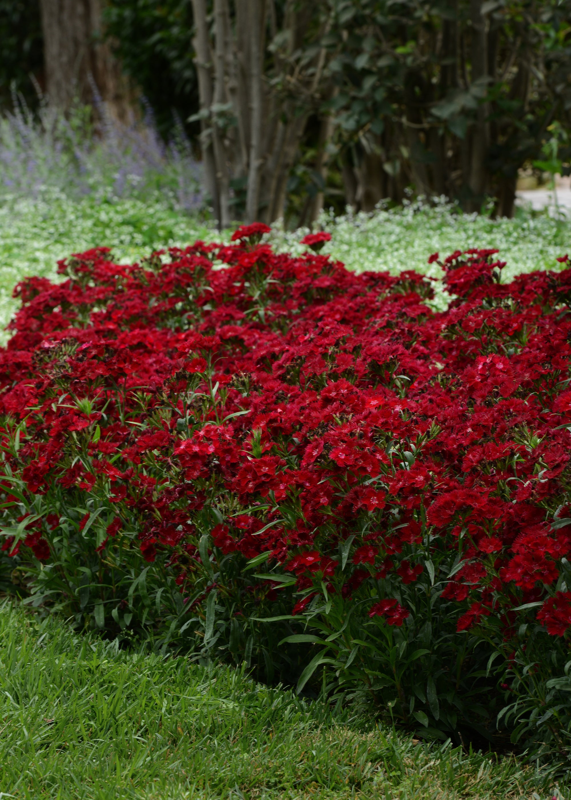 Dianthus barbatus Rockin' Red Rockin' Red Sweet William