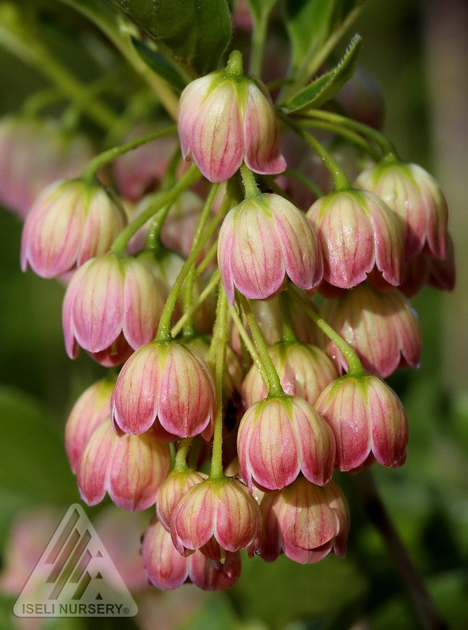 Enkianthus campanulatus Jan Iseli Pink Redvein Enkianthus