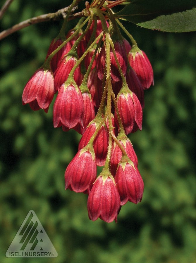 Enkianthus campanulatus Jan Iseli Red Redvein Enkianthus