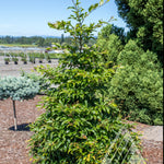Fagus sylvatica Sandrode Sandrode Beech