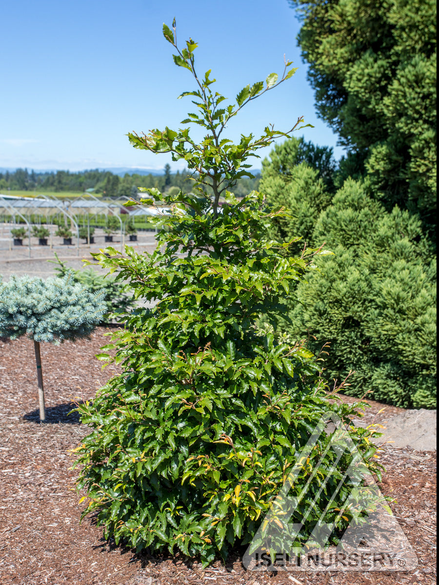 Fagus sylvatica Sandrode Sandrode Beech