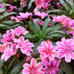 Lewisia longipetala Little Plum Lewisia