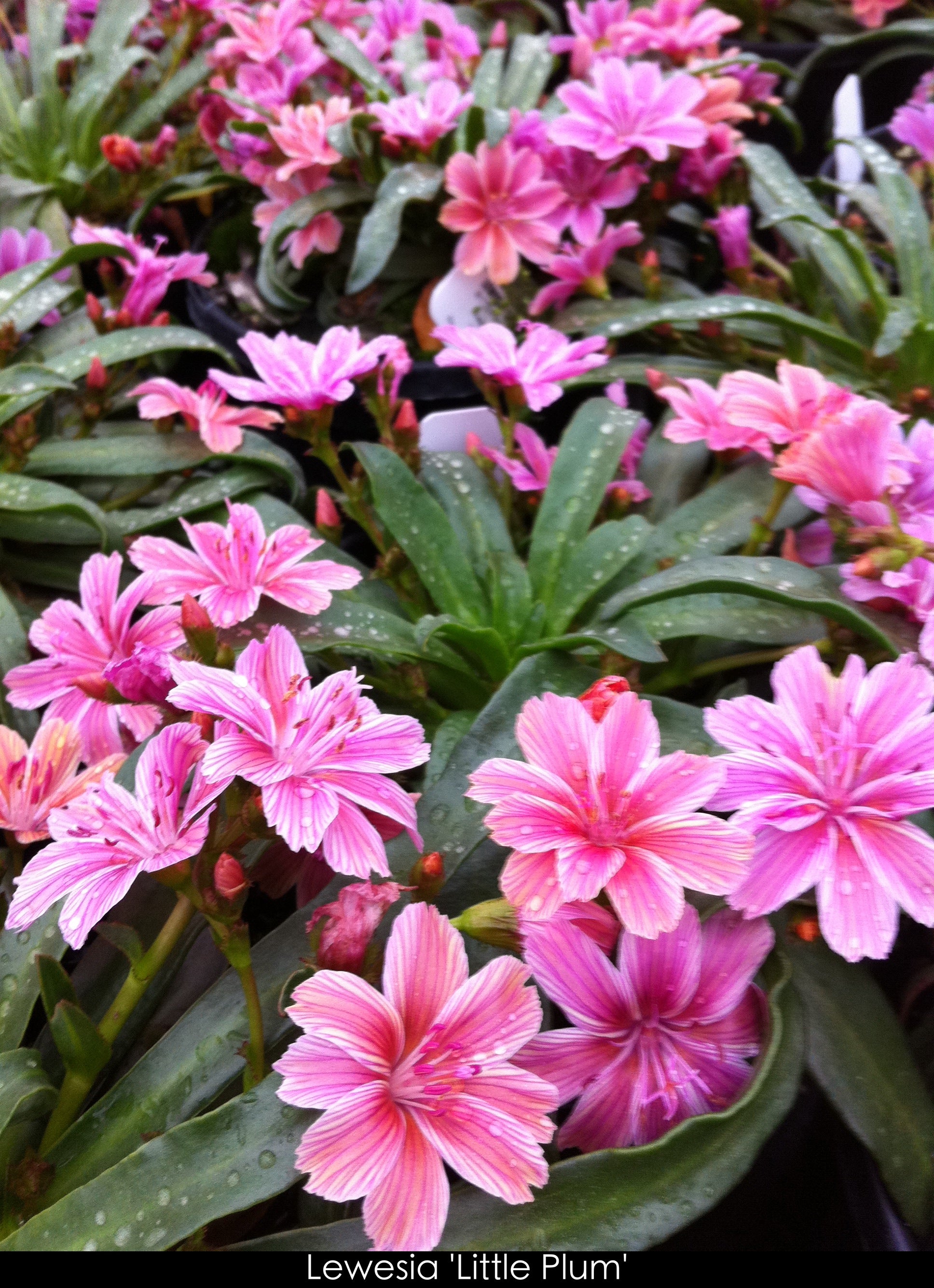 Lewisia longipetala Little Plum Lewisia