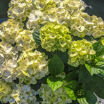Hydrangea macrophylla Grin and Tonic Hokomagrito PP35207, CPBRAF Grin and Tonic Hydrangea