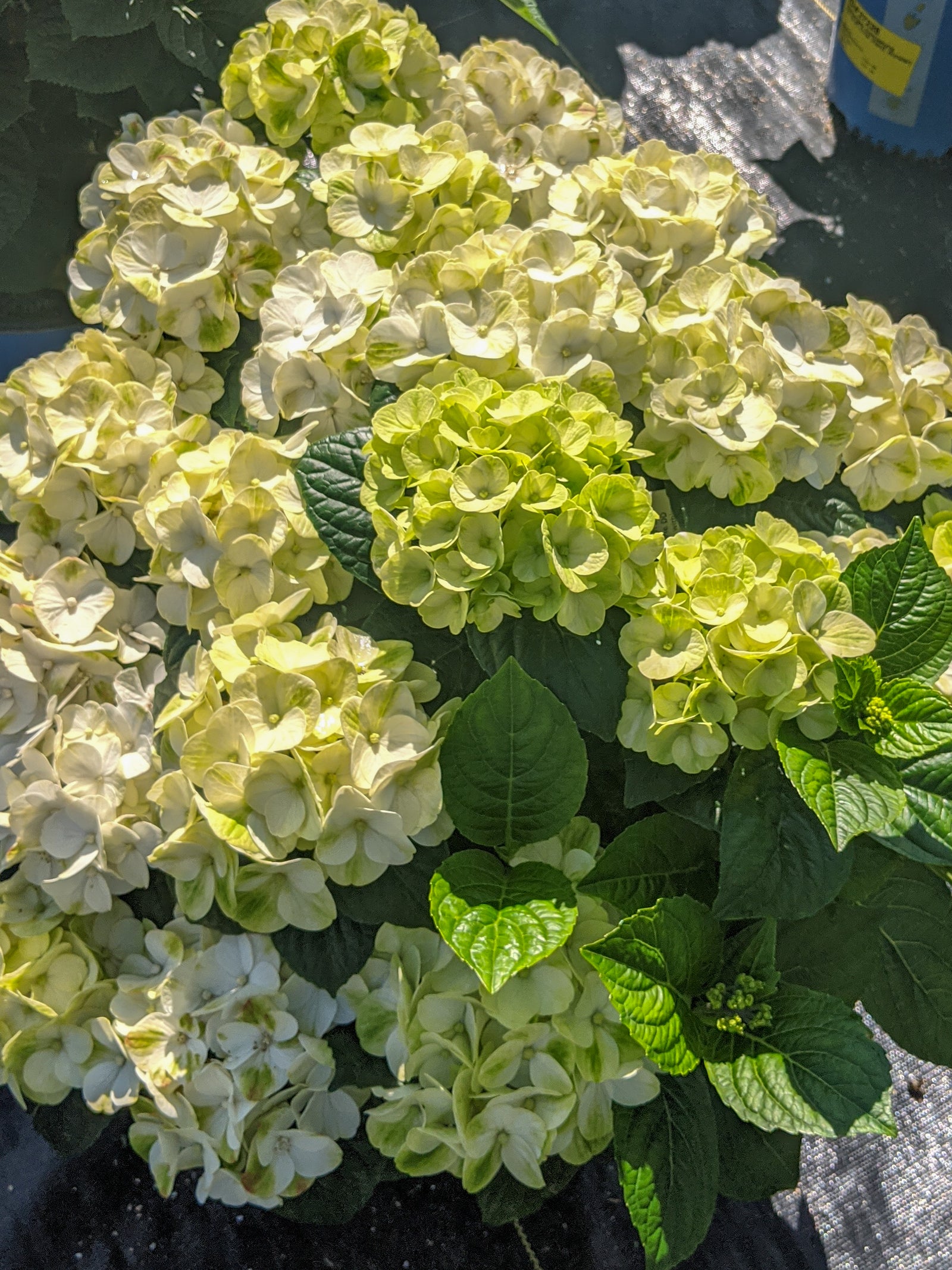 Hydrangea macrophylla Grin and Tonic Hokomagrito PP35207, CPBRAF Grin and Tonic Hydrangea