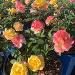Rosa Gumball Goody VLR12062 PP36022, CPBRAF Gumball Goody Rose