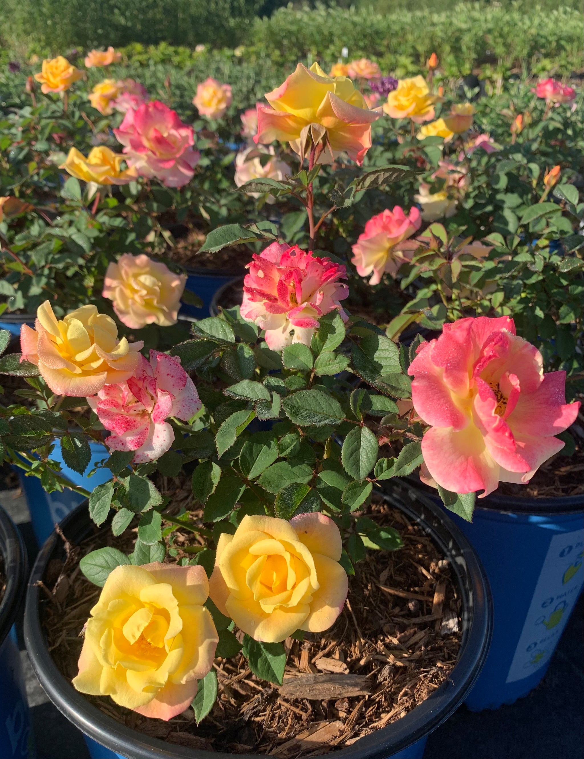 Rosa Gumball Goody VLR12062 PP36022, CPBRAF Gumball Goody Rose