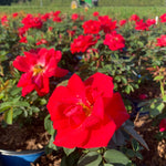 Rosa Cinnamon Hearts VLR13003 PP35575, CPBRAF Cinnamon Hearts Rose