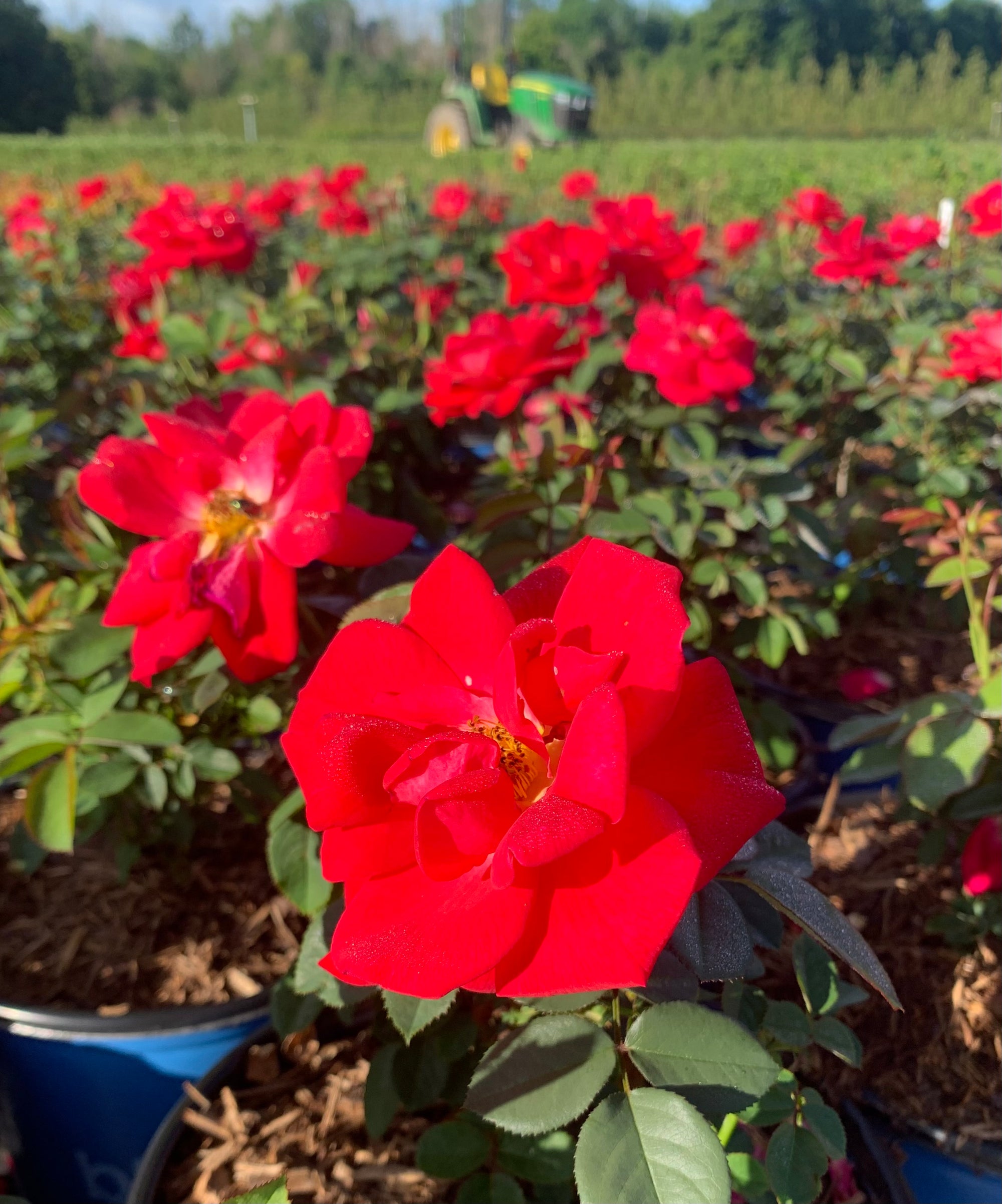 Rosa Cinnamon Hearts VLR13003 PP35575, CPBRAF Cinnamon Hearts Rose