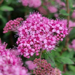 Spiraea japonica Poprocks Petite Odessa USPP28508, CPBRAF Poprocks Petite Spirea