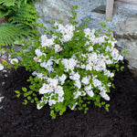 Syringa meyeri Pearl Potion JDB123WHITEHOUSE USPP31664, CPBRAF Pearl Potion Lilac