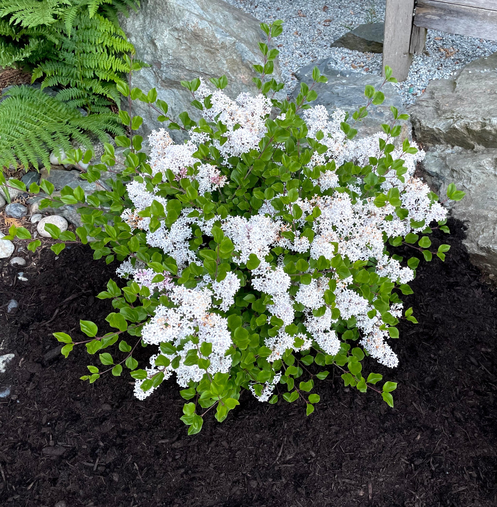 Syringa meyeri Pearl Potion JDB123WHITEHOUSE USPP31664, CPBRAF Pearl Potion Lilac