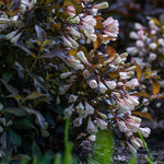 Weigela x Afterglow AZ PP33254, CPBRAF Afterglow Weigela