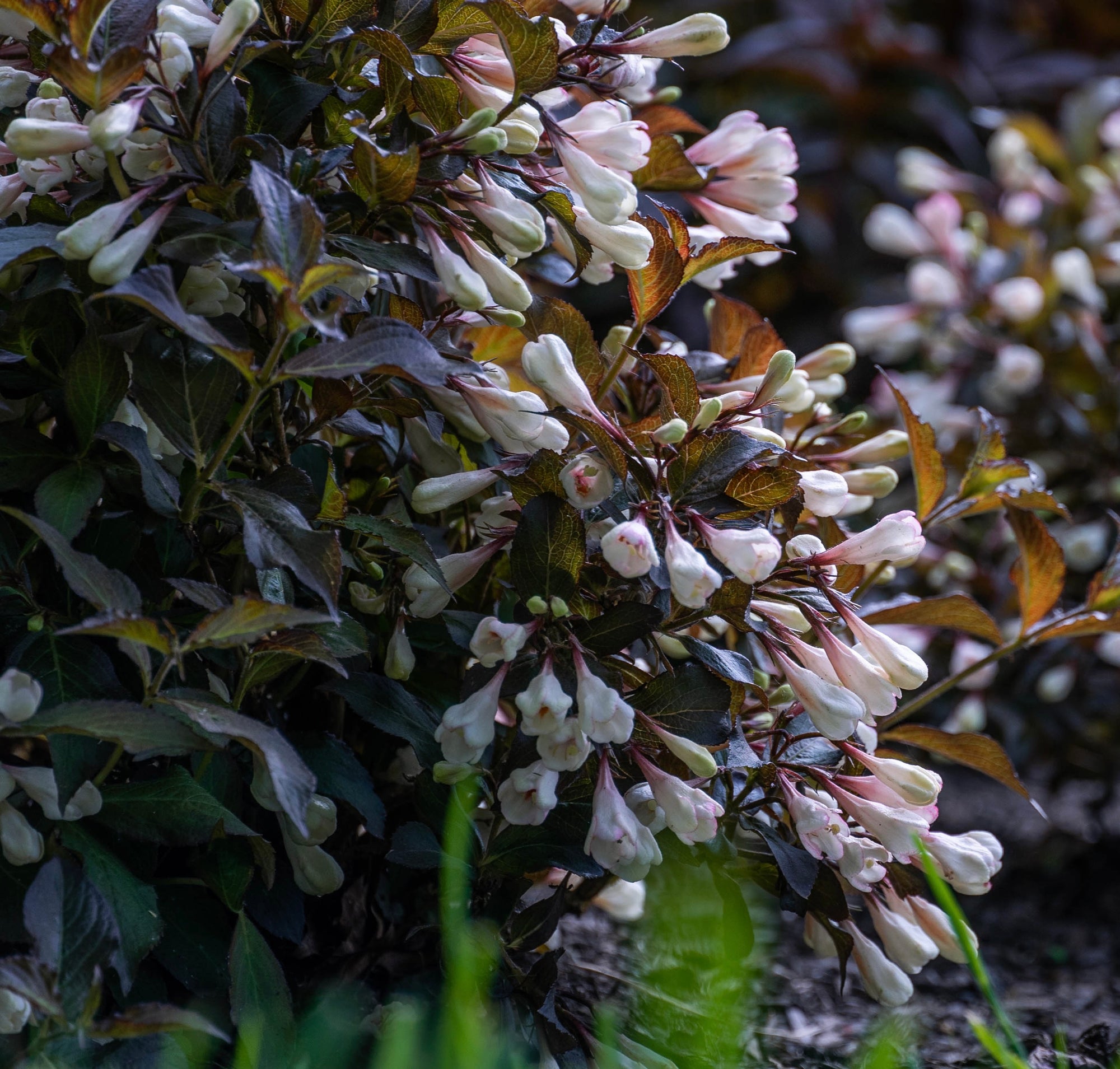 Weigela x Afterglow AZ PP33254, CPBRAF Afterglow Weigela