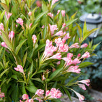 Weigela x Peach Kisses Slingpink USPP29149, CPBR6657 Peach Kisses Weigela