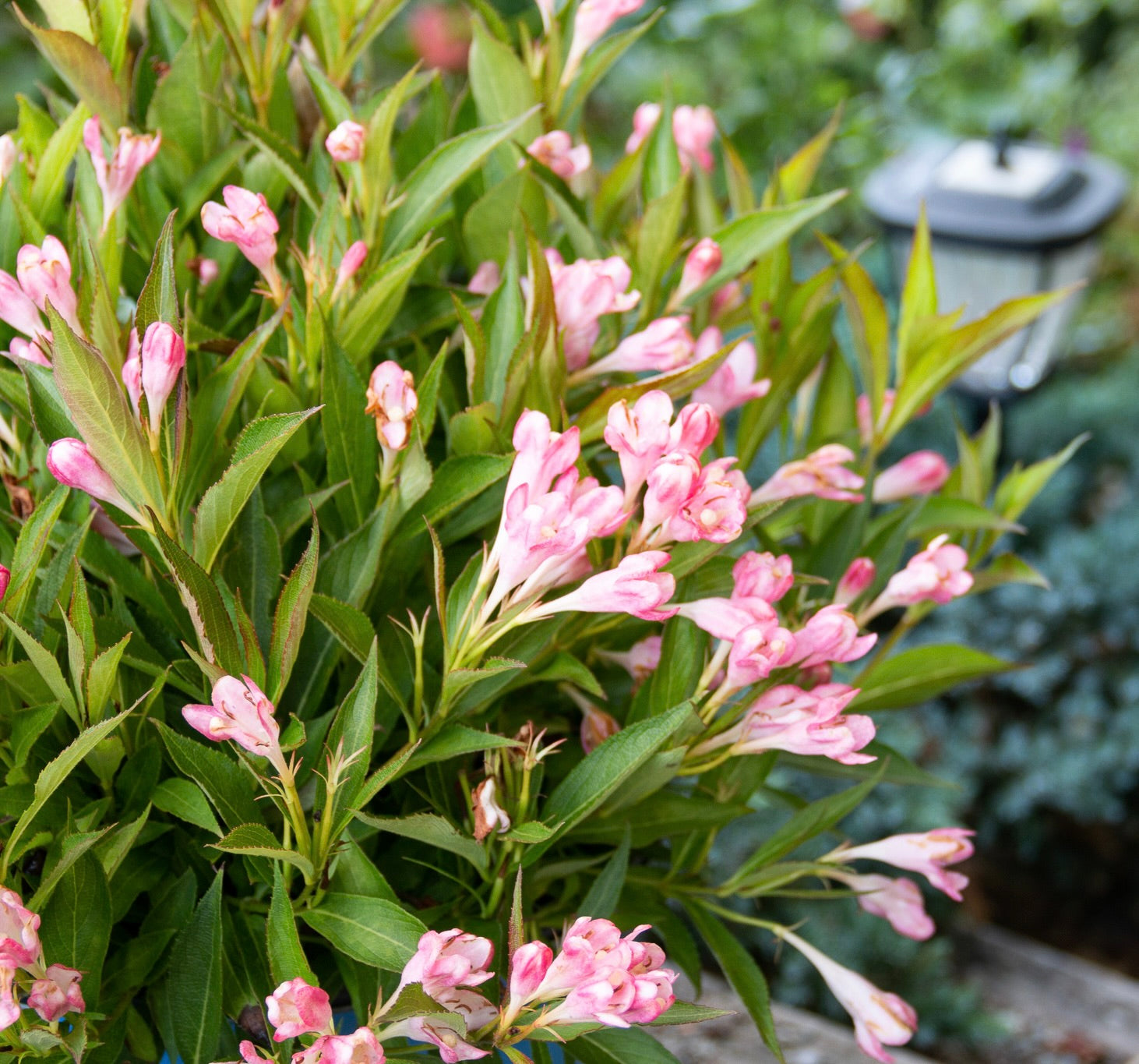 Weigela x Peach Kisses Slingpink USPP29149, CPBR6657 Peach Kisses Weigela