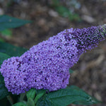 Buddleia x Pugster Amethyst SMNBDL USPP 30,236, Can PBRAF Pugster Amethyst Butterfly Bush