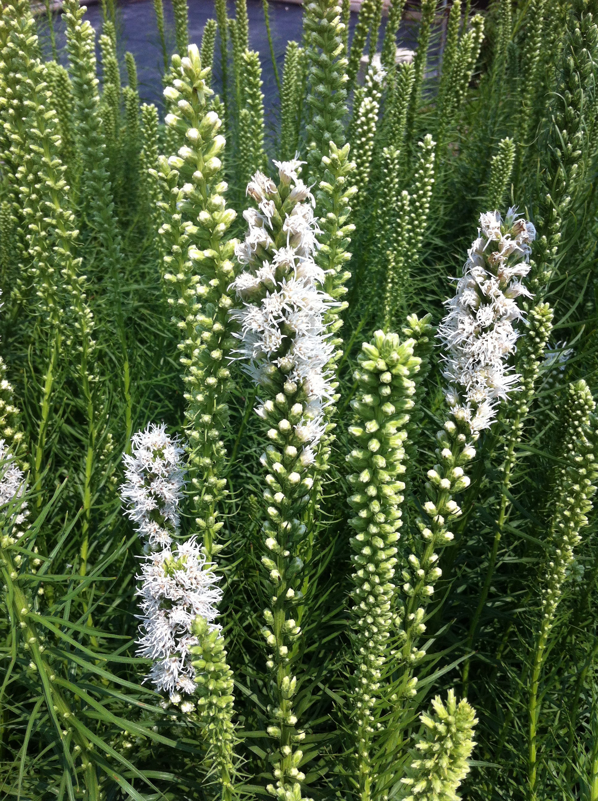 Liatris spicata Floristan White Floristan Weiss Floristan White Blazing Star