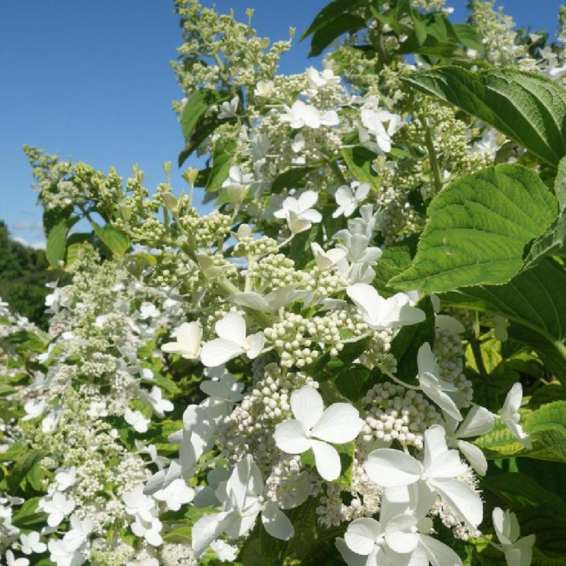 Hydrangea paniculata Mega Pearl Mega Pearl Hydrangea