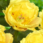 Paeonia itoh Garden Treasure Intersectional Peony