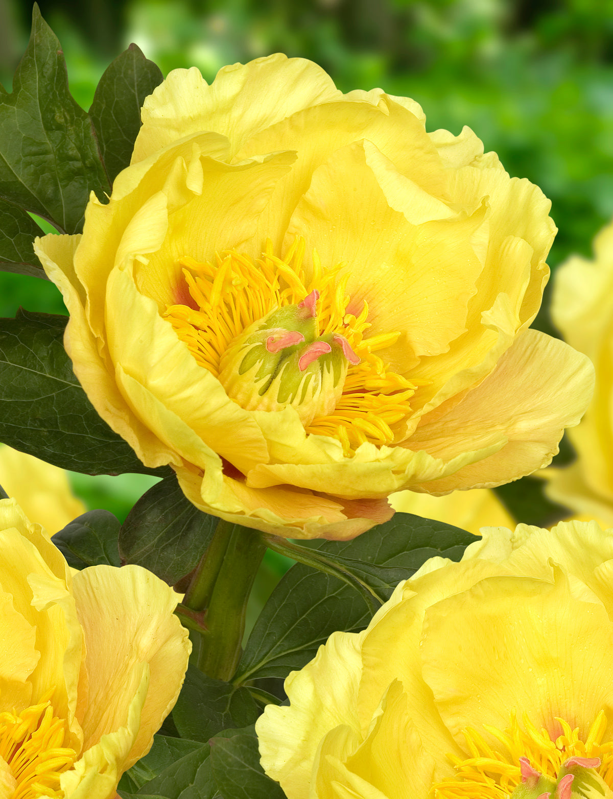 Paeonia itoh Garden Treasure Intersectional Peony