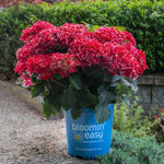 Hydrangea macrophylla Frill Ride Hokomabavi PP34276, CPBRAF Frill Ride Bigleaf Hydrangea