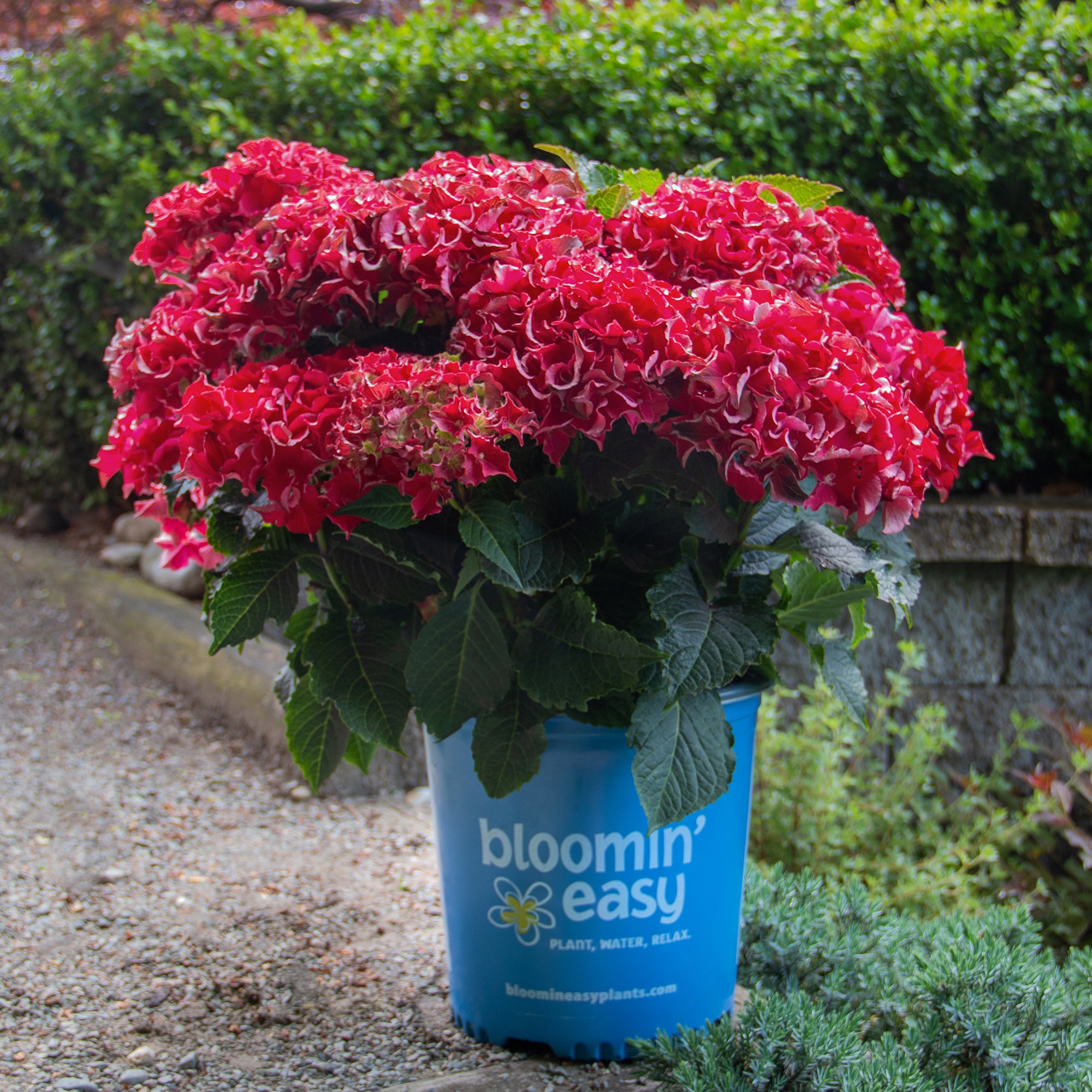 Hydrangea macrophylla Frill Ride Hokomabavi PP34276, CPBRAF Frill Ride Bigleaf Hydrangea