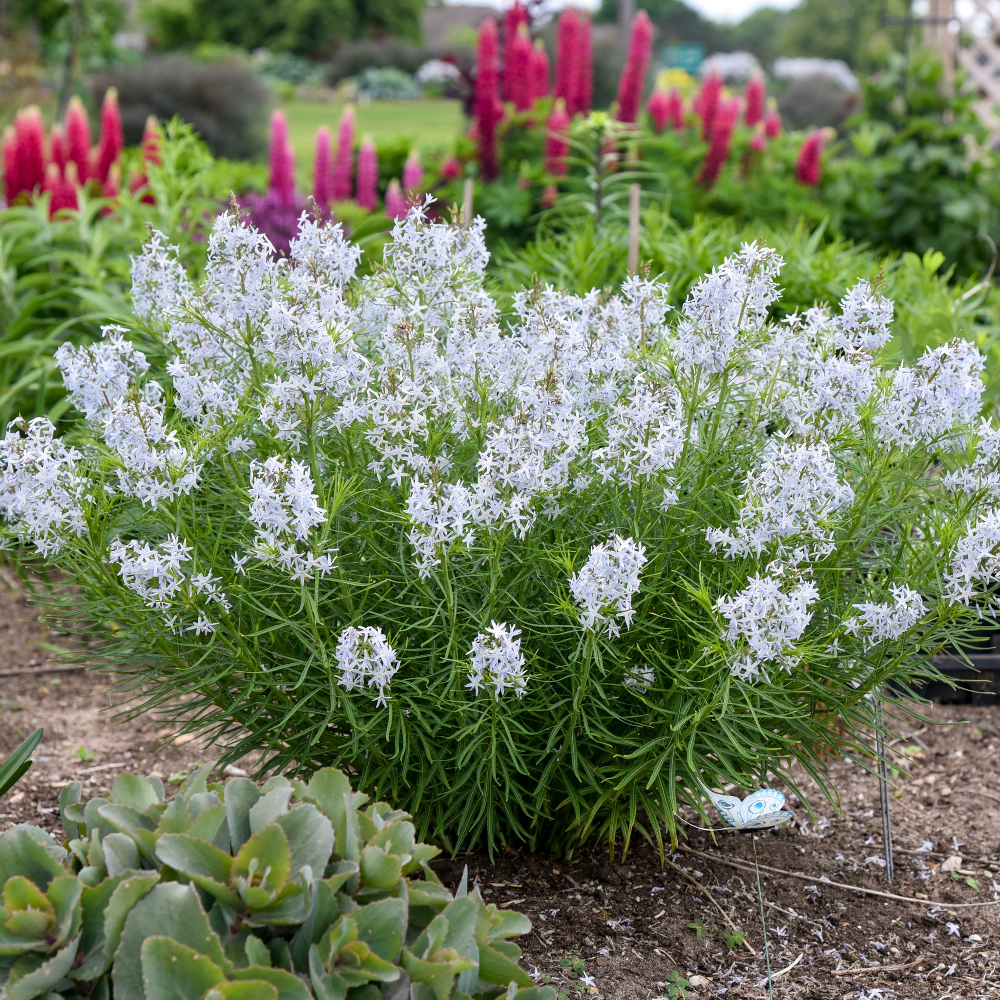 Amsonia x String Theory PPAF, CPBRAF Blue Star