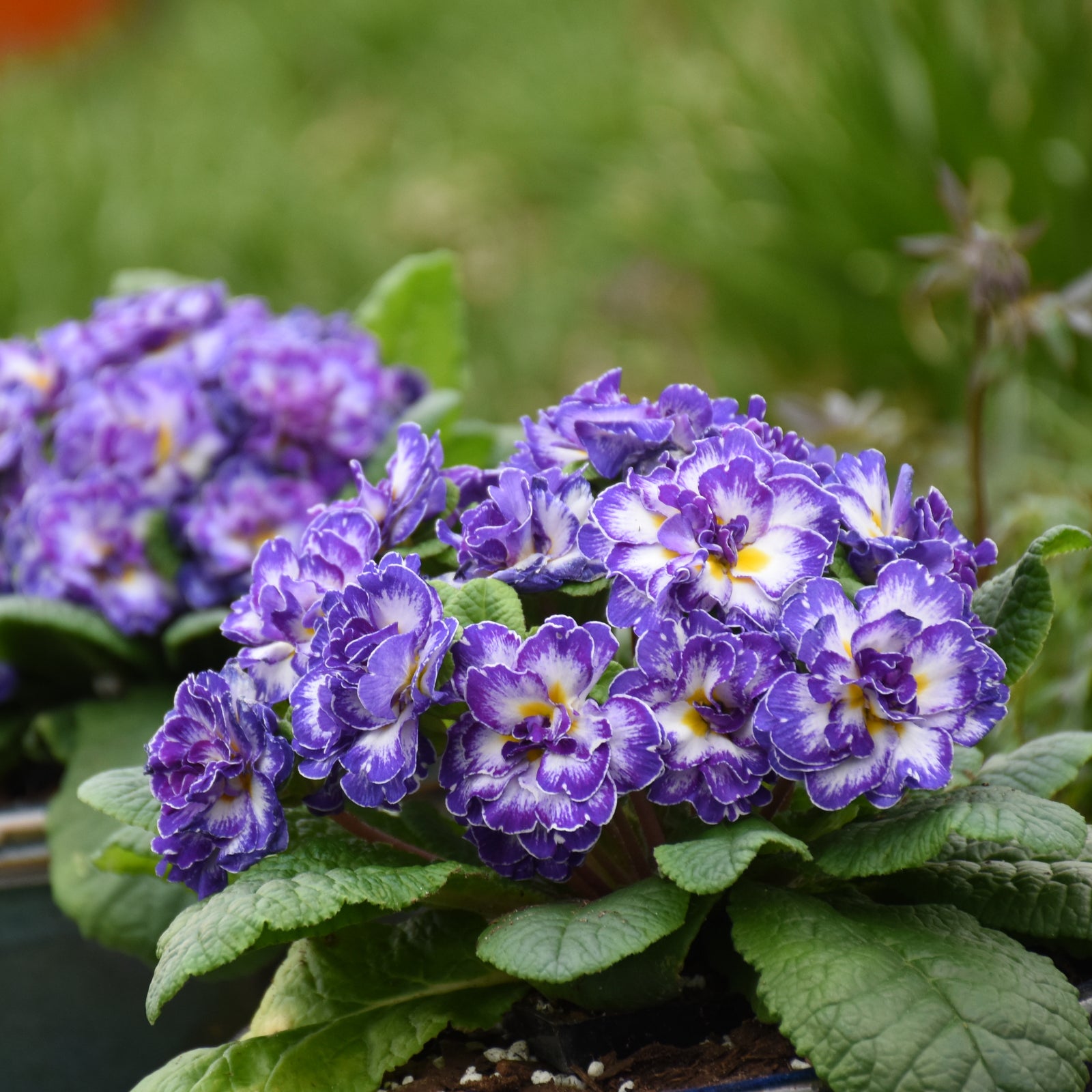 Primula vulgaris Blue Ripples PPAF Blue Ripples Primrose