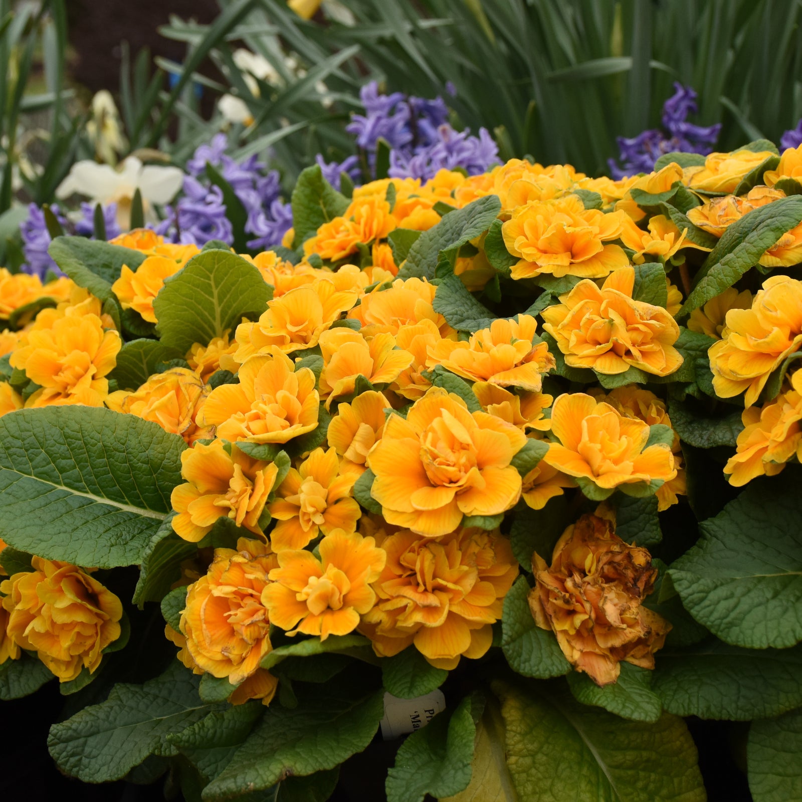 Primula vulgaris Mandarin PPAF Mandarin Primrose