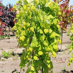 Cercis canadensis Golden Falls NC2015 12 Golden Falls Redbud