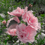 Hibiscus syriacus Pink Chiffon JWNWOOD4 PP12619 Pink Chiffon Rose of Sharon