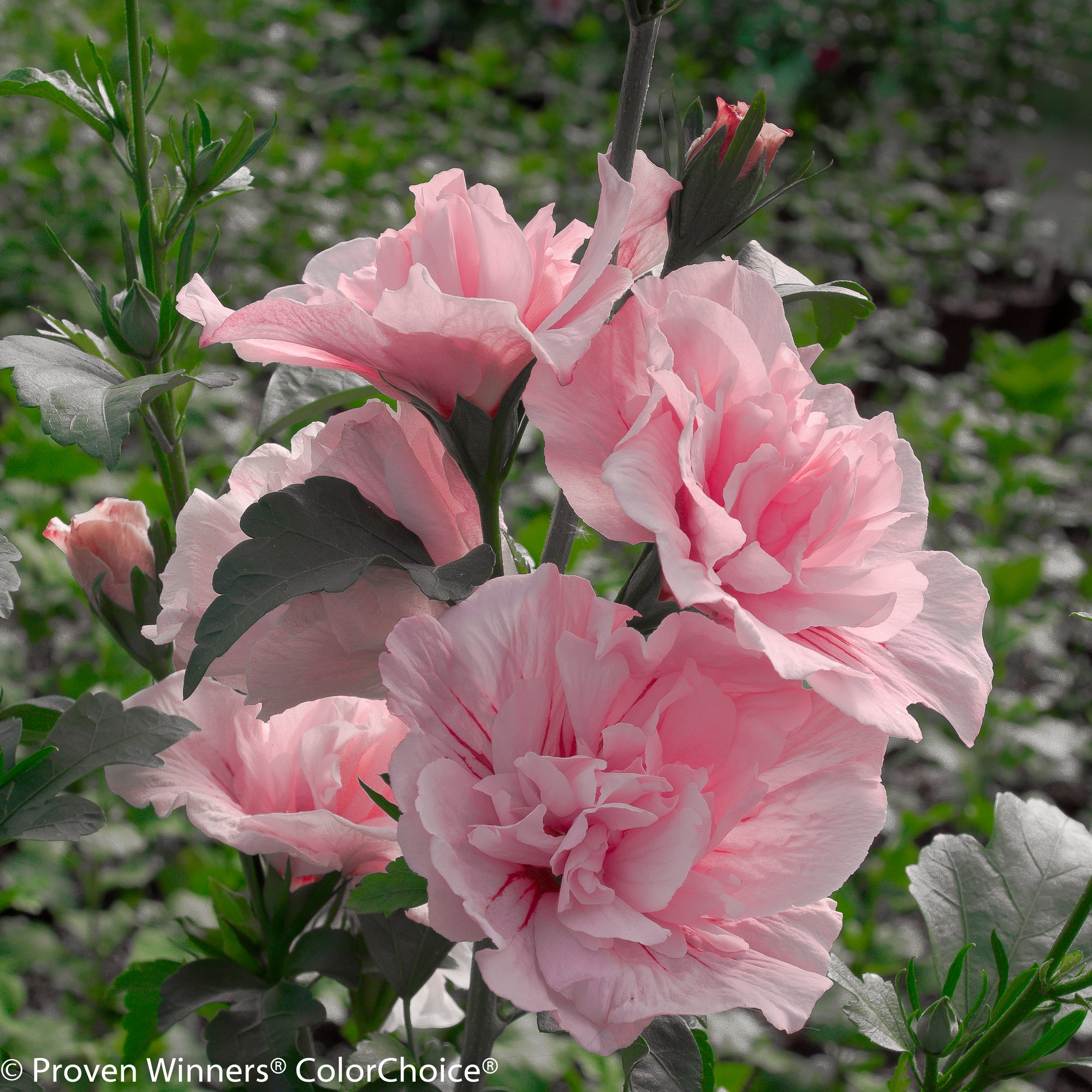 Hibiscus syriacus Pink Chiffon JWNWOOD4 PP12619 Pink Chiffon Rose of Sharon
