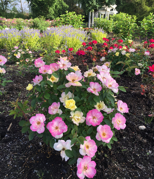 ROSEページ HIRES-5906_grande.jpg?v=1768868325