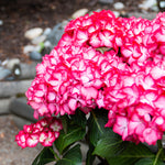 Hydrangea macrophylla Kimono Hokomabebos PP34143, CPBRAF Kimono Bigleaf Hydrangea