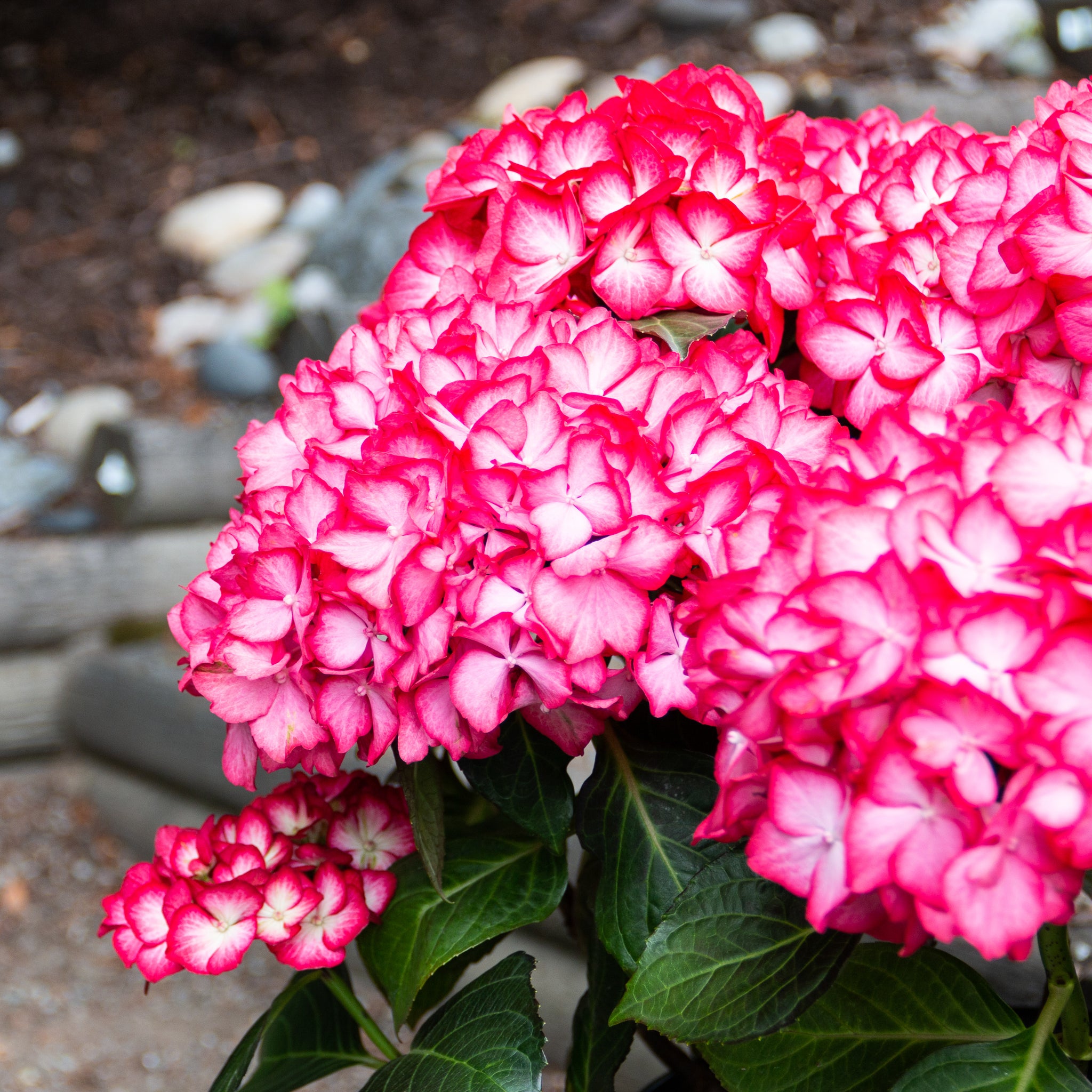 Hydrangea macrophylla Kimono Hokomabebos PP34143, CPBRAF Kimono Bigleaf Hydrangea