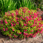 Weigela x Strobe WOF/R PP30866, CPBR6538 Strobe Weigela