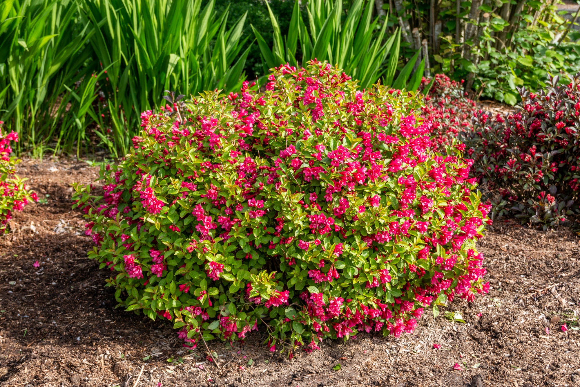 Weigela x Strobe WOF/R PP30866, CPBR6538 Strobe Weigela