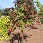Cercis canadensis Flame Thrower NC2016 2 PP28627 Flame Thrower Redbud