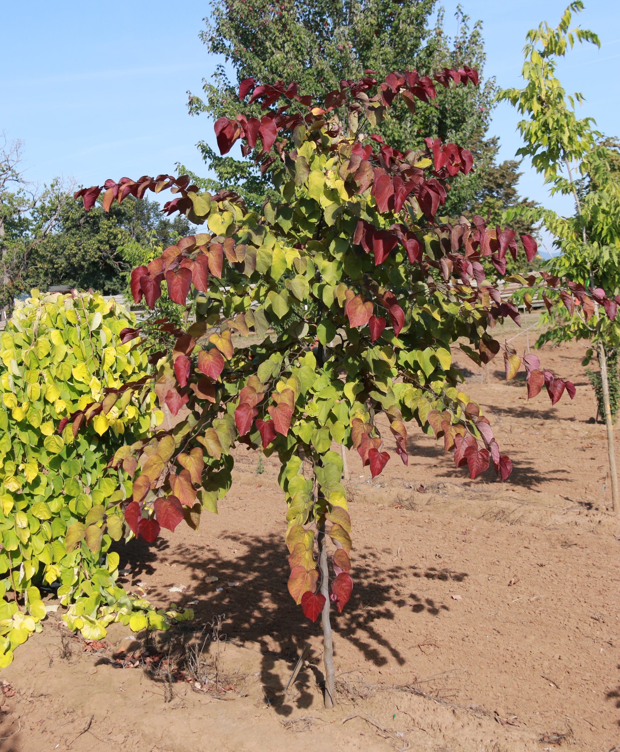 Cercis canadensis Flame Thrower NC2016 2 PP28627 Flame Thrower Redbud