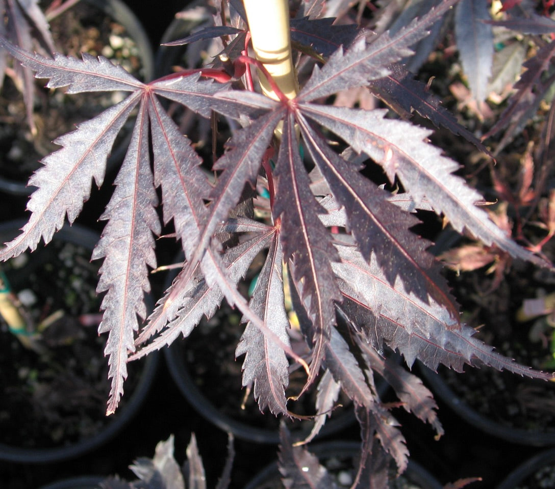 Acer palmatum Burgundy Lace Japanese Maple