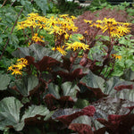 Ligularia dentata Britt Marie Crawford PP16113 Bigleaf Ligularia